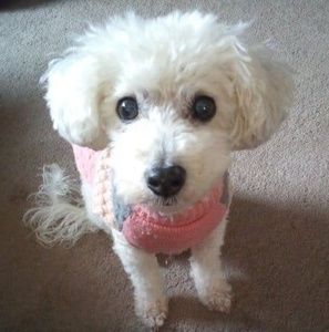 Meet your Posher, Ruby